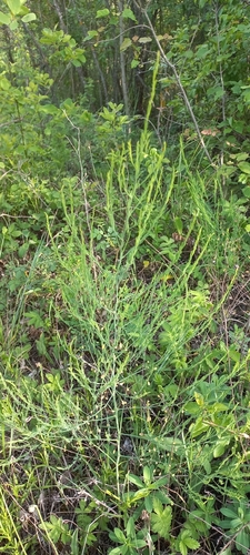 wild asparagus