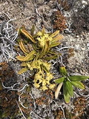 Aciphylla monroi