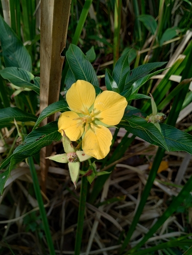 Image of Ludwigia elegans by (c) Laura Veronica Bianchi, some rights reserved (CC BY-SA)