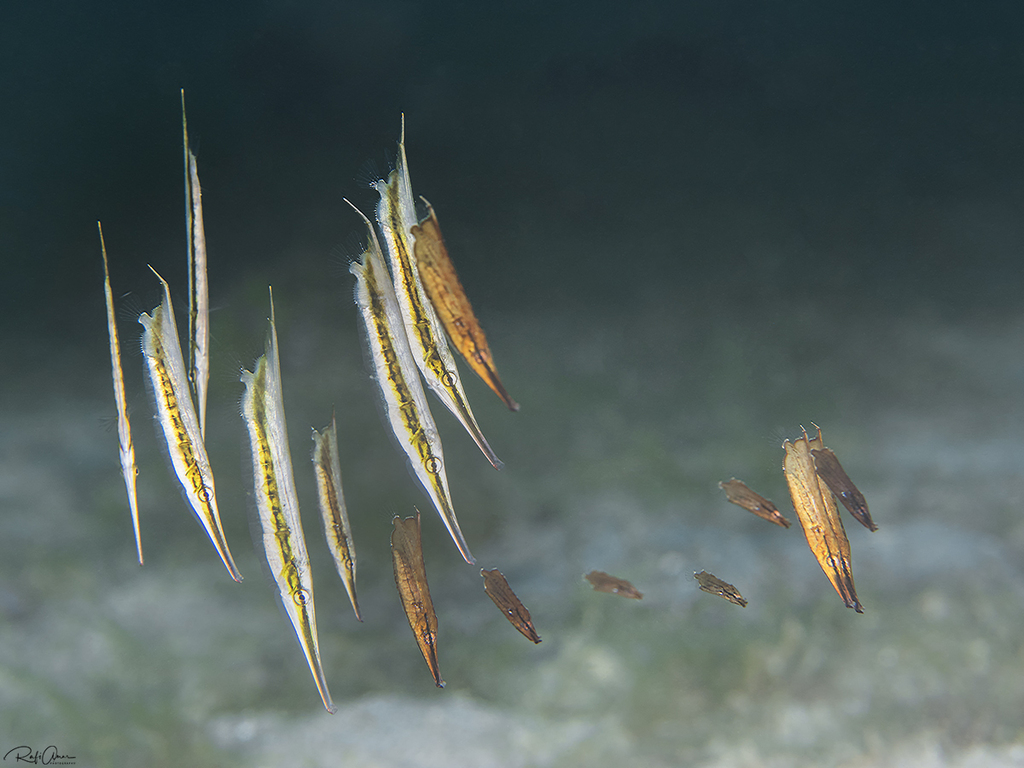 Coral shrimpfish (Aeoliscus strigatus) — Centriscidae