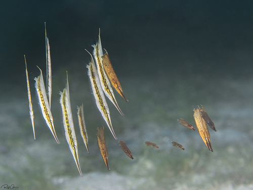 Coral shrimpfish (Aeoliscus strigatus) — Centriscidae