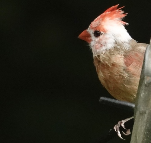 Northern Cardinal photographed in Virginia