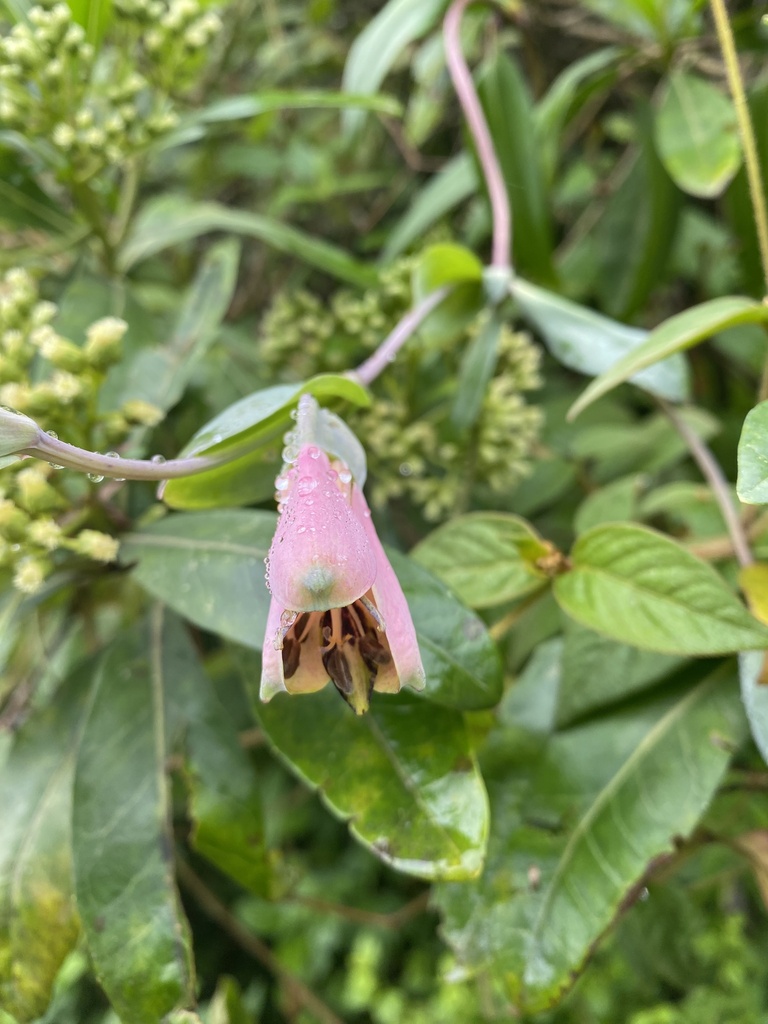 Bomarea tribrachiata