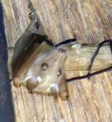 Epomophorus crypturus