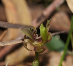 Chiloglottis × pescottiana
