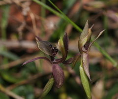 Chiloglottis × pescottiana