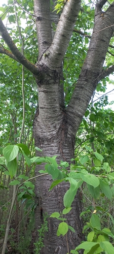 wild cherry