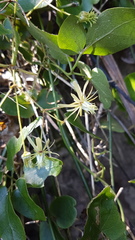 Clematis cunninghamii