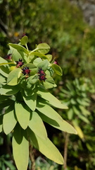Euphorbia glauca