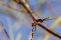 Tramea stenoloba