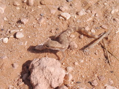 Tropiocolotes algericus