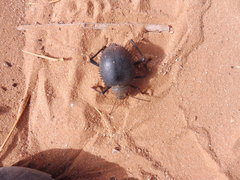 Prionotheca coronata