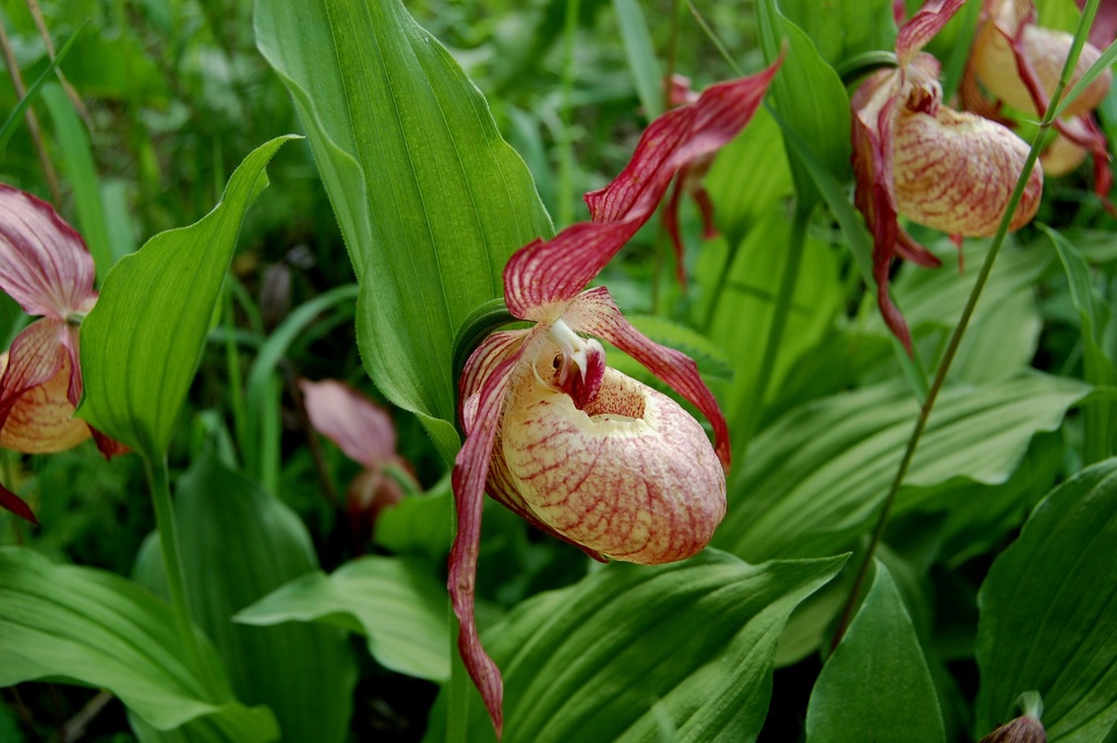 Cypripedium × ventricosum Sw.