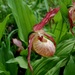 Cypripedium × ventricosum - Photo (c) Alexander Dubynin, some rights reserved (CC BY-NC), uploaded by Alexander Dubynin