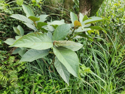Japanese fig (Ficus erecta)