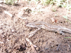 Psammodromus blanci