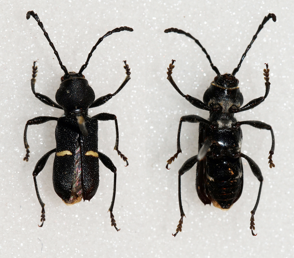 Epipedocera