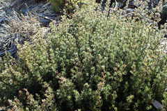 Cliffortia weimarckii