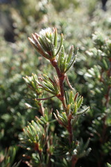 Cliffortia weimarckii