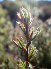 Cliffortia weimarckii