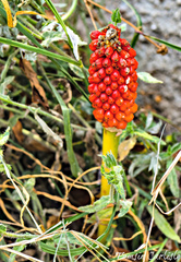 Arum dioscoridis