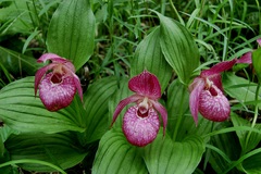 Cypripedium macranthos