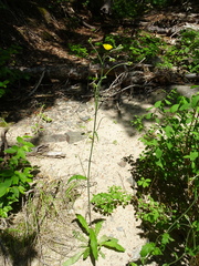 Hieracium tridentatum