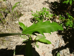 Hieracium tridentatum