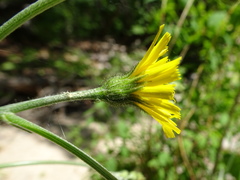 Hieracium tridentatum