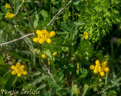 Coronilla