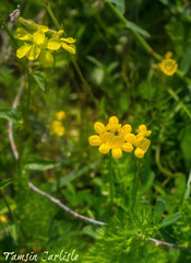 Coronilla