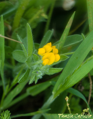 Anthyllis circinnata
