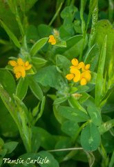 Anthyllis circinnata