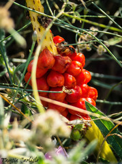 Arum dioscoridis