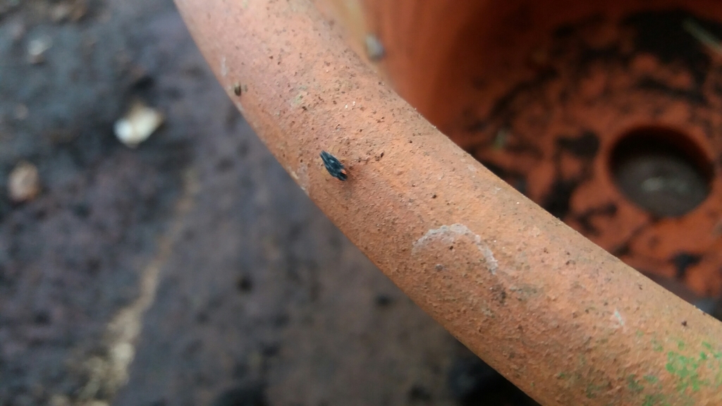 Black Willow Bark Aphid