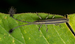 Eucomatocera vittata