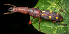 Prophthalmus bourgeoisi