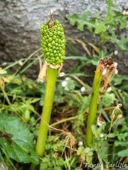 Arum dioscoridis