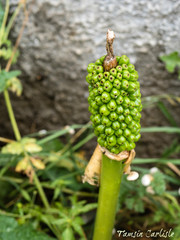 Arum dioscoridis
