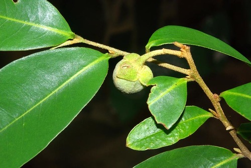 Uvaria caffra image