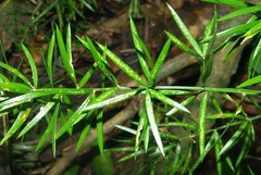 Asparagus densiflorus