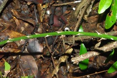 Asparagus densiflorus