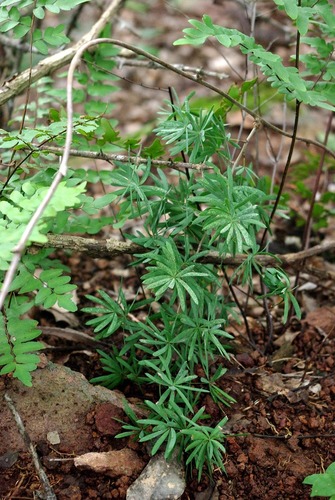 Radiating Asparagus (Asparagus radiatus)