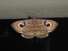 Calliodes pretiosissima