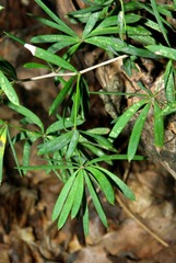 Asparagus radiatus image