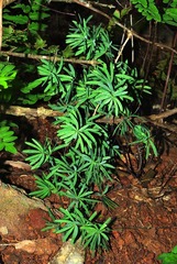Asparagus radiatus