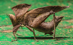 Orchetypus