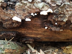 Panellus mitis