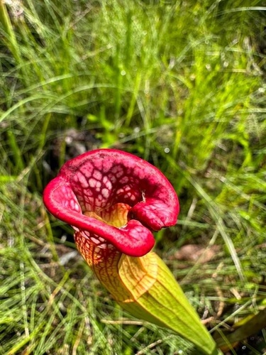 Sarracenia leucophylla