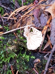 Panellus mitis